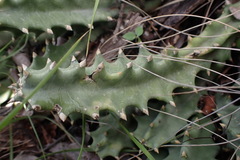 Orbea melanantha