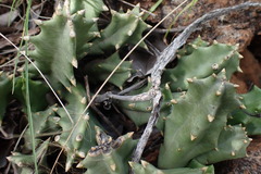 Orbea melanantha