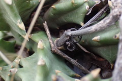 Orbea melanantha