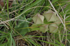 Orbea melanantha