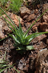 Ledebouria inquinata