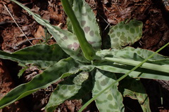 Ledebouria inquinata