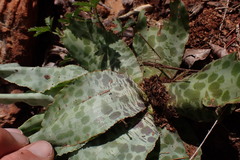 Ledebouria inquinata