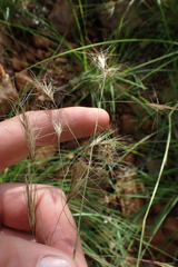 Aristida congesta barbicollis