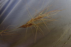 Aristida congesta barbicollis