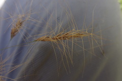 Aristida congesta barbicollis