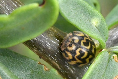 Afrocleta eckloni