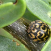 Kriedoring Lady Beetle - Photo (c) Marie Delport, some rights reserved (CC BY-NC), uploaded by Marie Delport