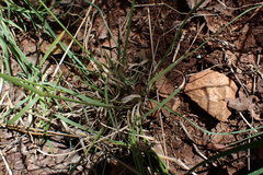 Aristida congesta barbicollis