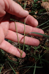 Aristida congesta barbicollis