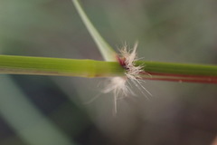Aristida congesta barbicollis
