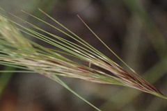 Aristida congesta barbicollis