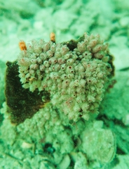 Stolonica australis
