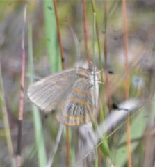 Neonympha areolatus