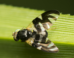 Sphaeniscus atilius