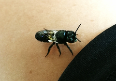 Megachile disjuncta