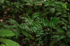 Philothamnus irregularis