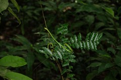 Philothamnus irregularis