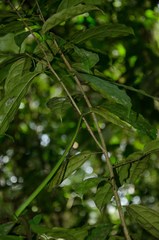 Philothamnus irregularis