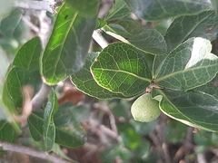 Commiphora pyracanthoides