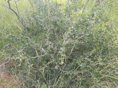 Commiphora pyracanthoides