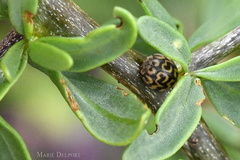 Afrocleta eckloni