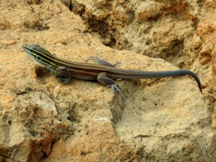 Aspidoscelis pai