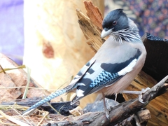 Garrulus lanceolatus