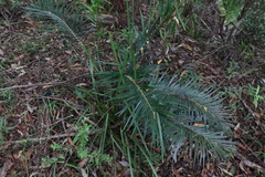 Macrozamia lucida
