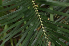 Macrozamia lucida