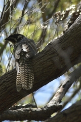Eudynamys orientalis cyanocephalus