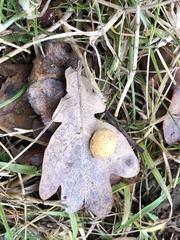 Cynips quercusfolii