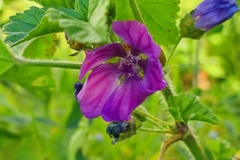 Malva sylvestris