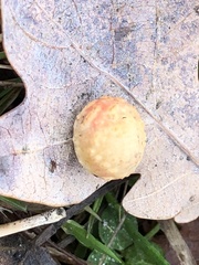 Cynips quercusfolii