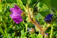 Malva sylvestris