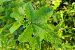 Malva sylvestris