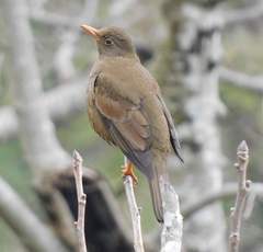 Turdus boulboul