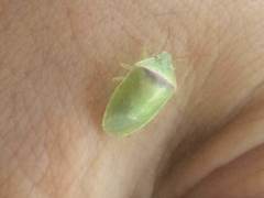 Piezodorus guildinii