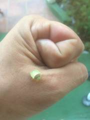 Piezodorus guildinii