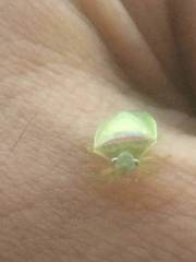 Piezodorus guildinii