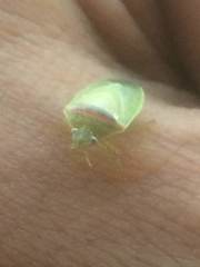 Piezodorus guildinii