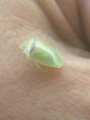 Piezodorus guildinii