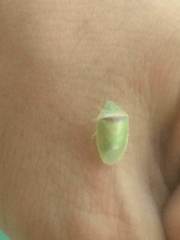 Piezodorus guildinii