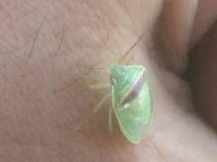 Piezodorus guildinii