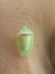 Piezodorus guildinii