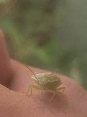 Piezodorus guildinii