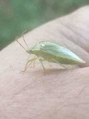 Piezodorus guildinii