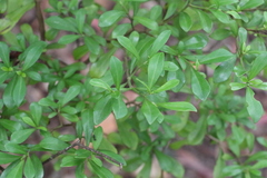 Psychotria daphnoides