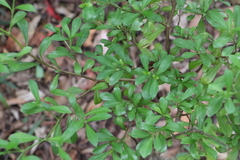 Psychotria daphnoides