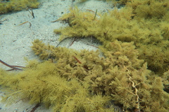 Cystophora polycystidea